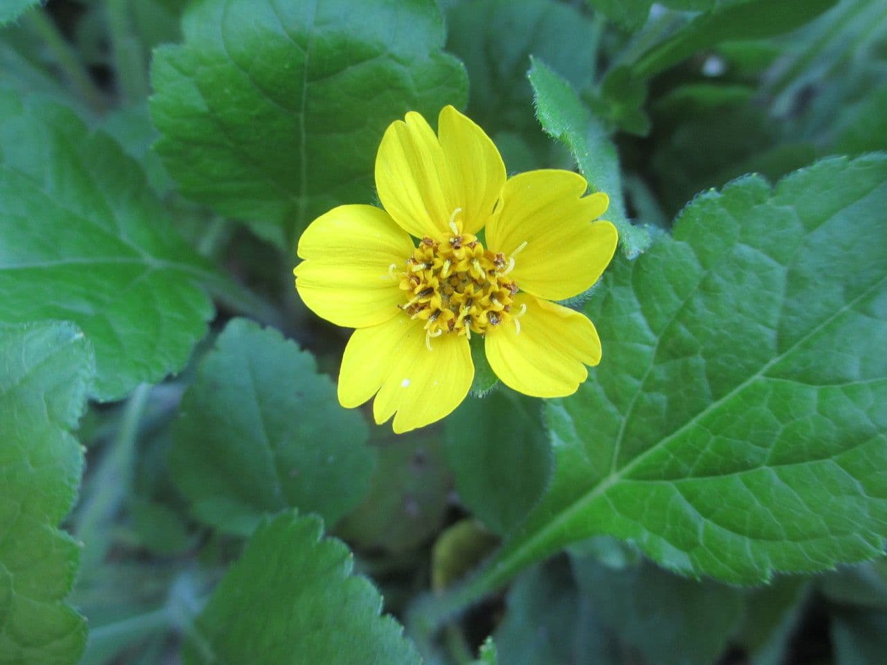 Chrysogonum