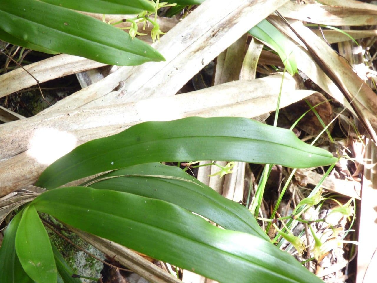 Angraecum 9