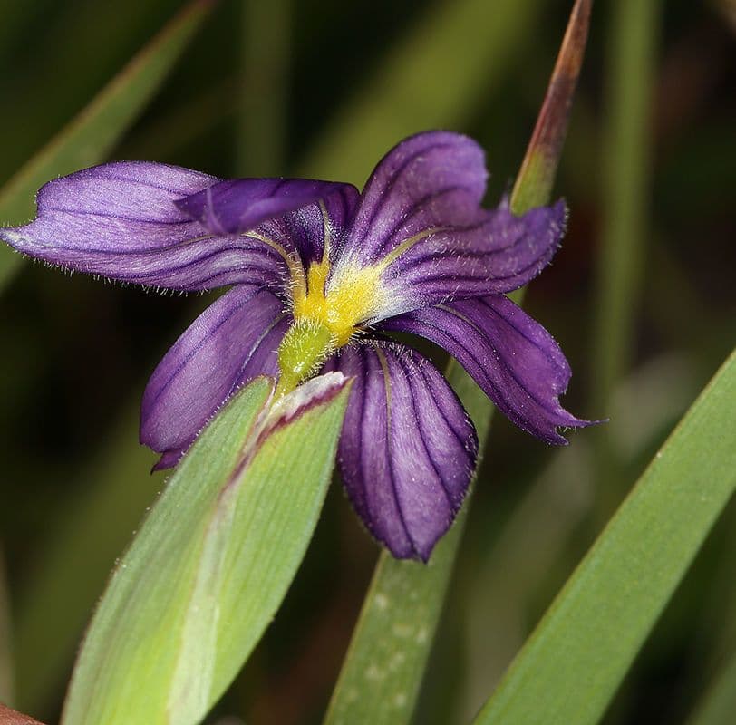 Sisyrinchium 3