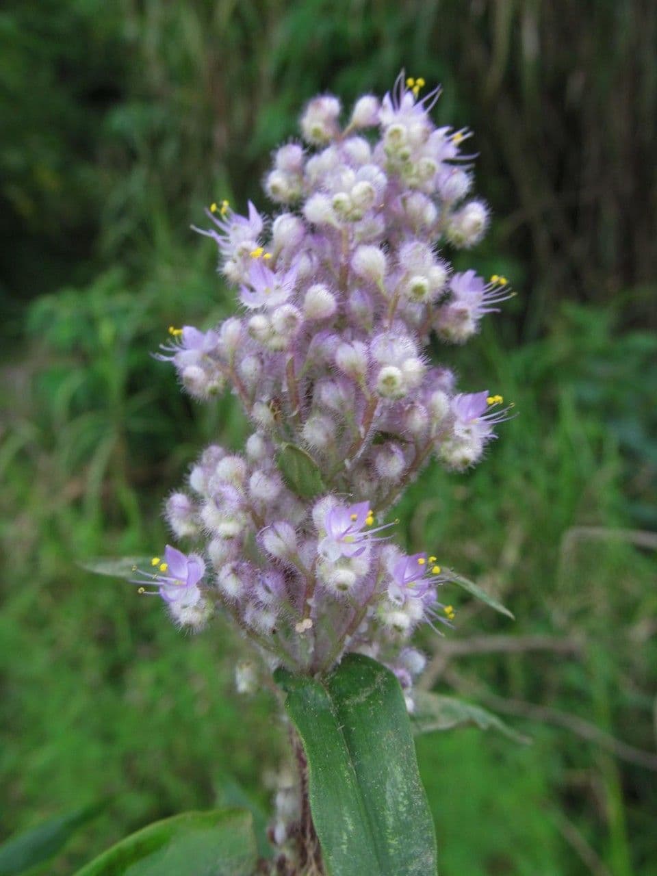 Floscopa glabra 4