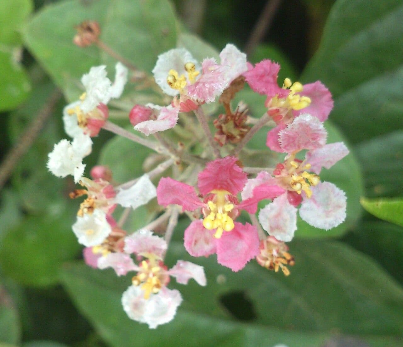 Banisteriopsis muricata 7