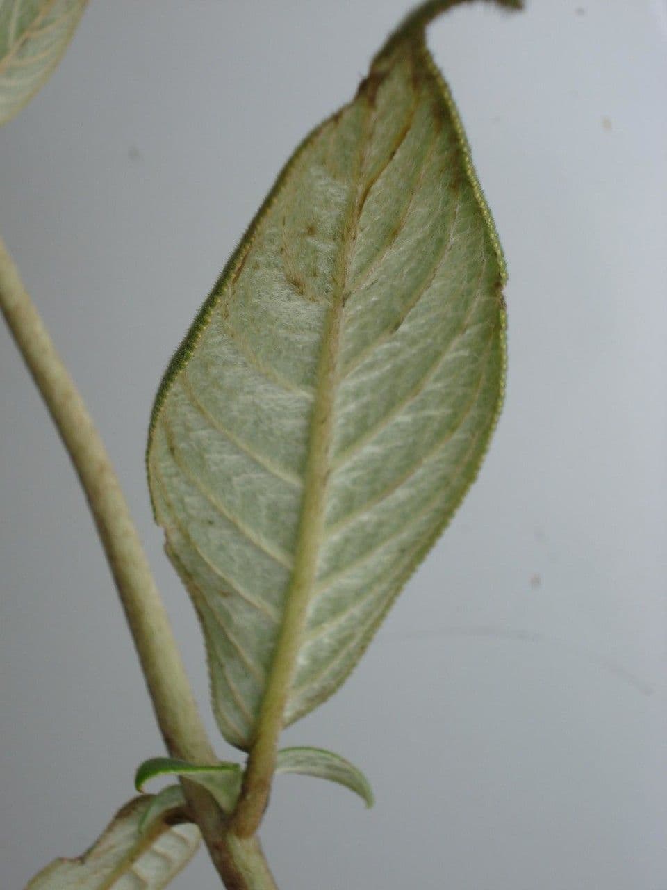Kohleria 14