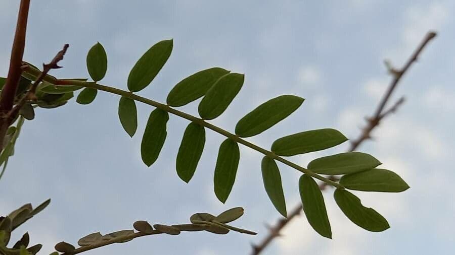 Prosopis 4