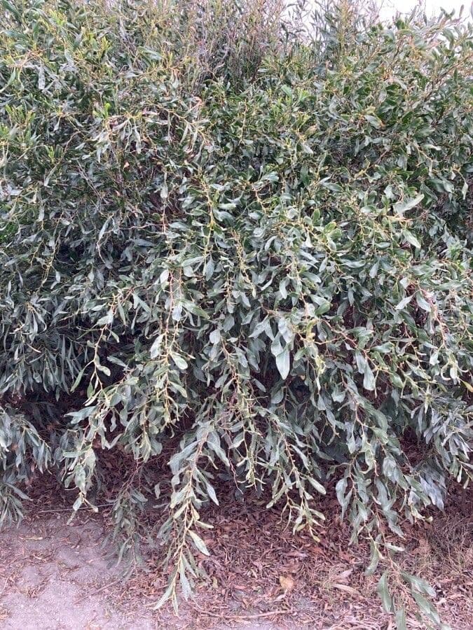 Mimosa dorata 11