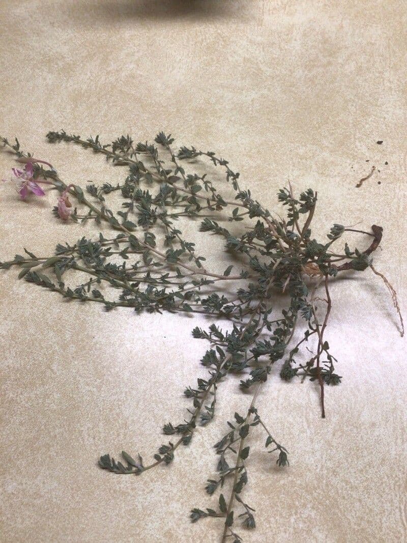 Silene 16