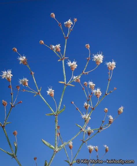 Anglestem buckwheat 11