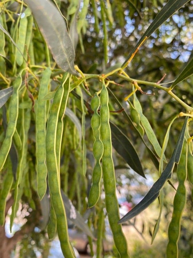 Acacia saligna 2