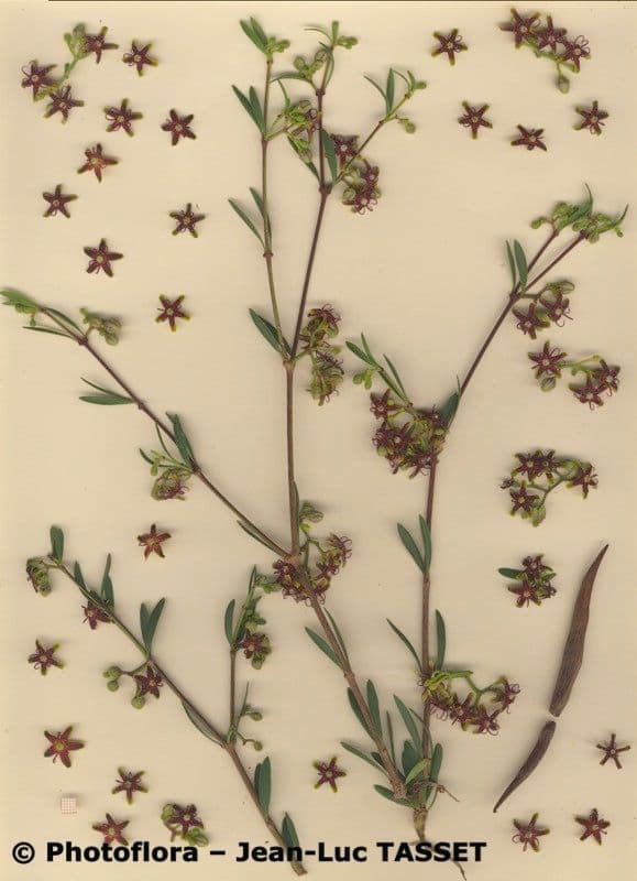 Periploca laevigata 23