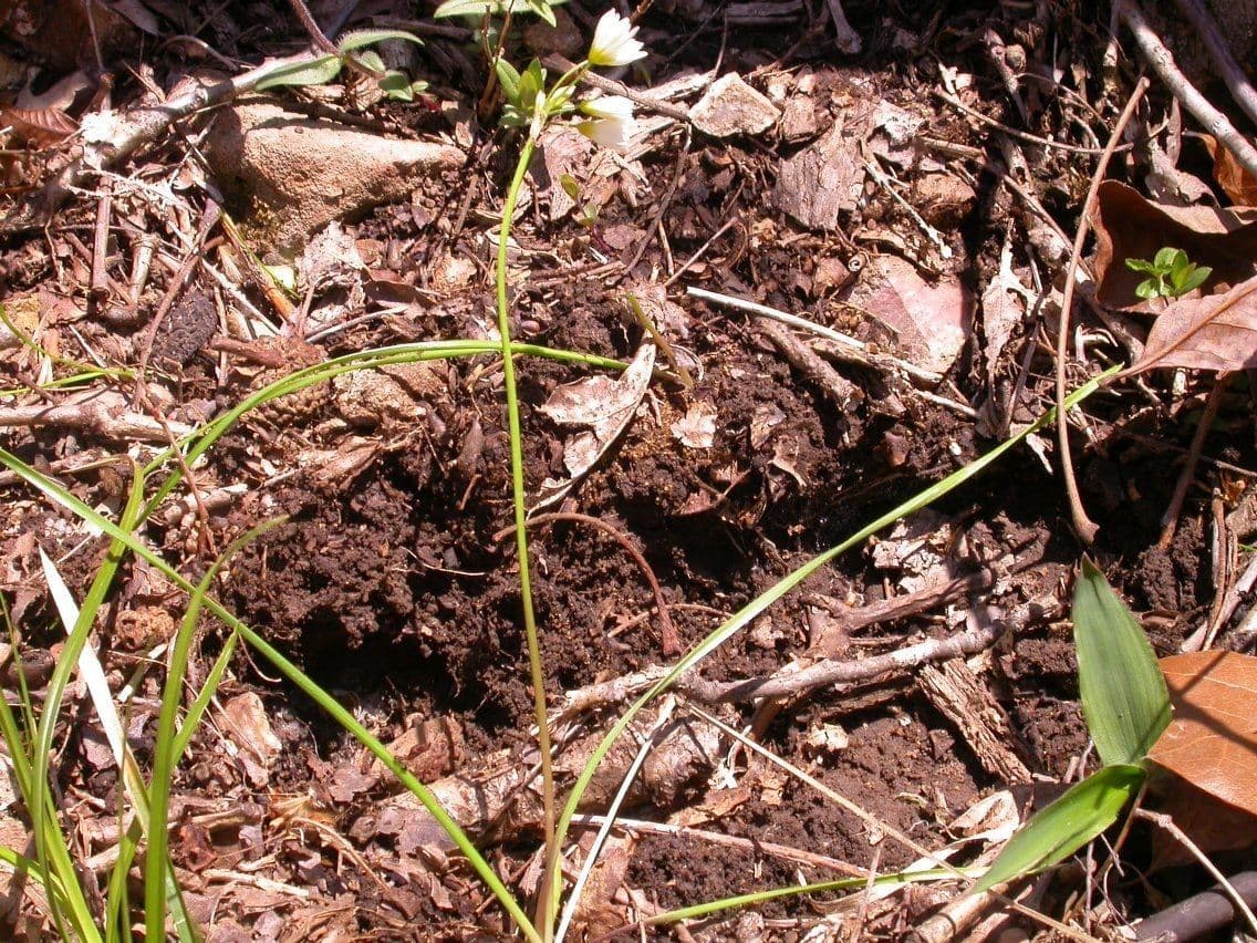 Nothoscordum bivalve 12