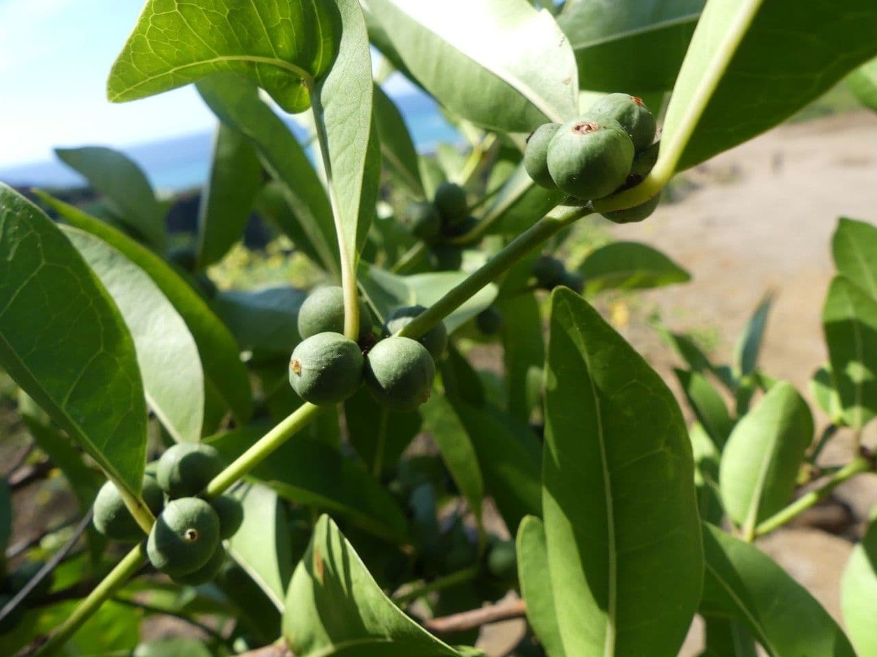 Polysphaeria