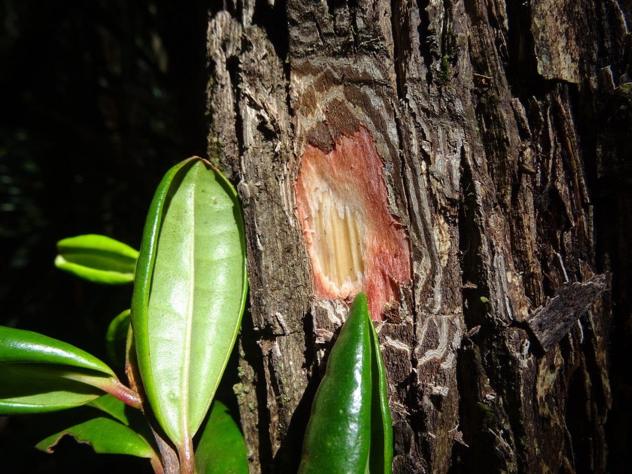 Archirhodomyrtus 6