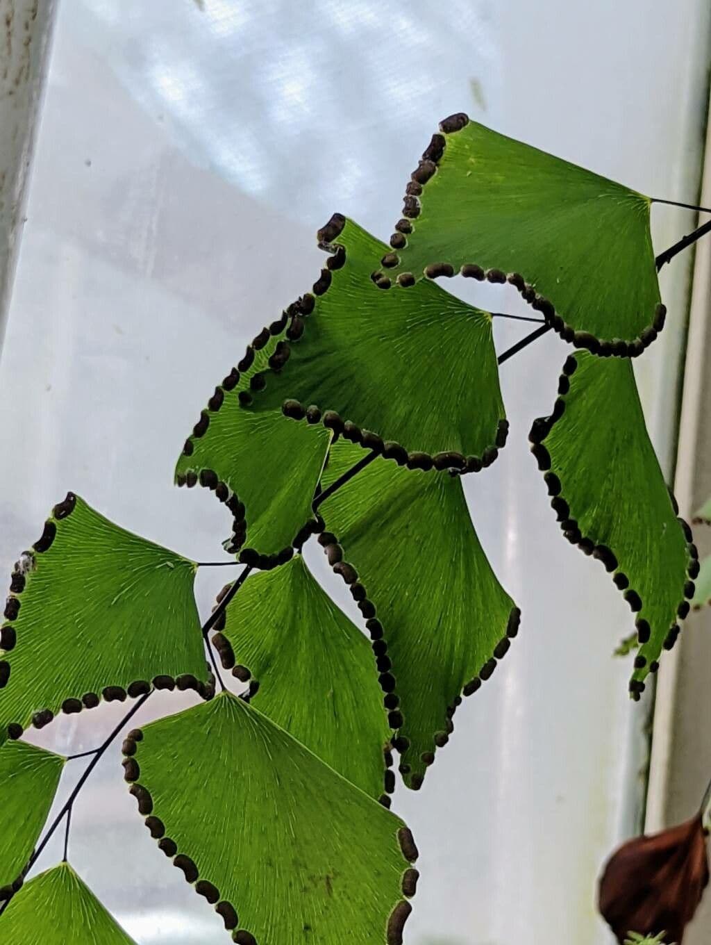 Adiantum