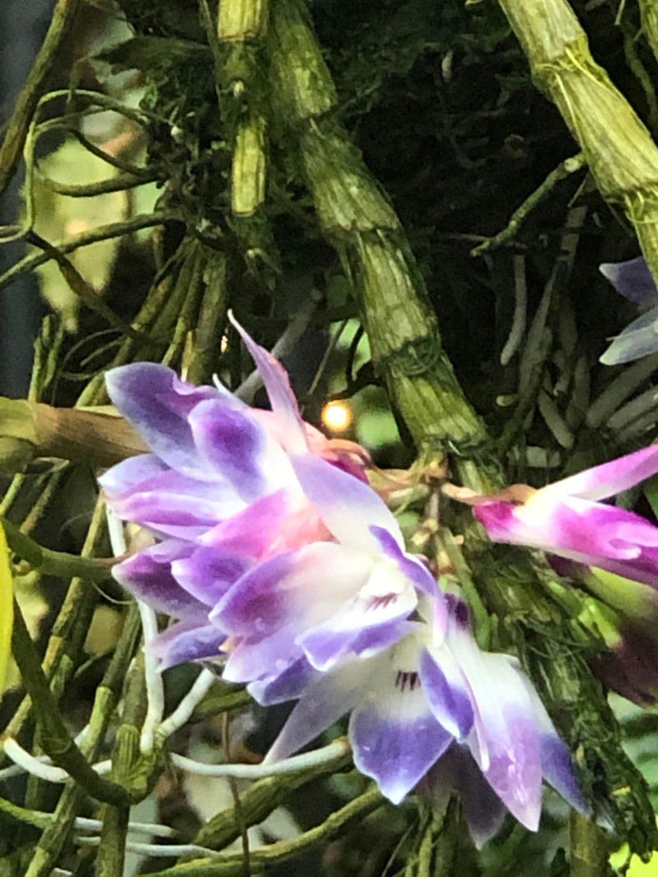 Dendrobium victoriae-reginae 7