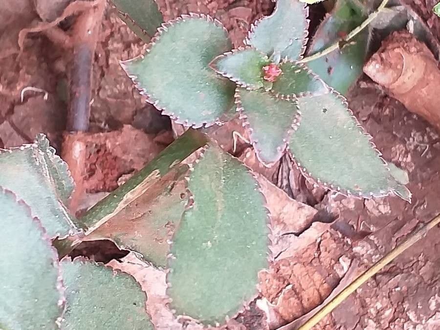 Kalanchoe 2