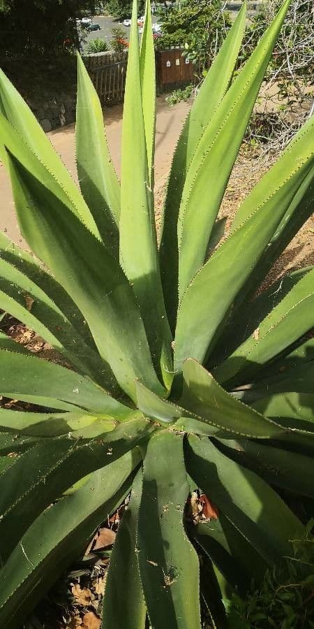 Agave
