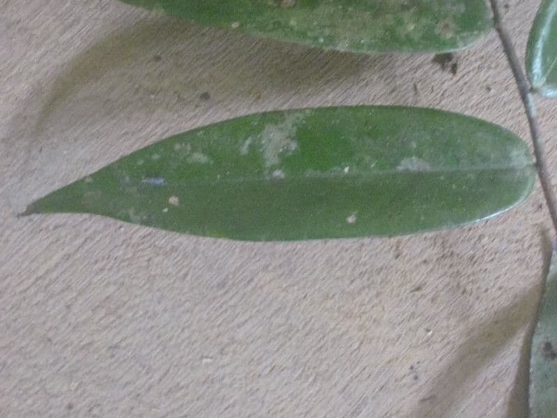 Xylopia 5
