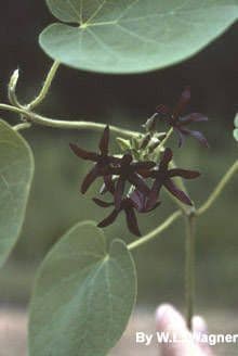 Matelea 3