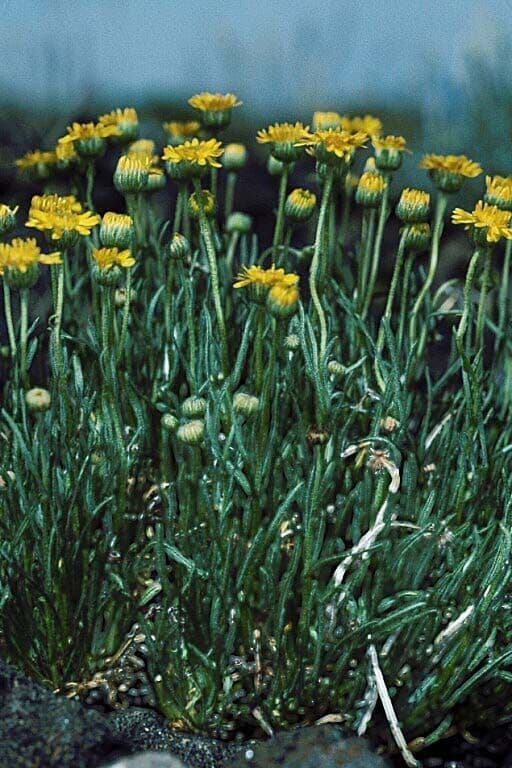 Erigeron 8