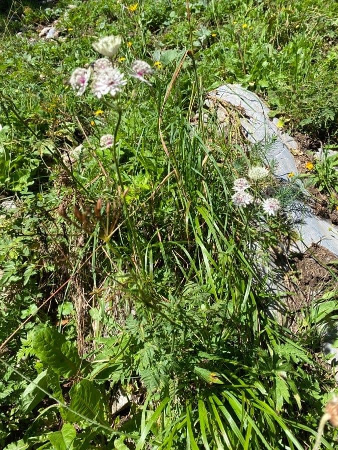 Große Sterndolde 13