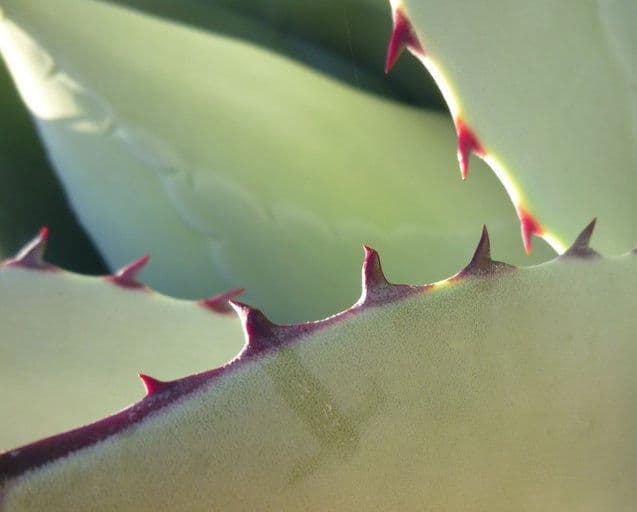 Agave di Parry 11
