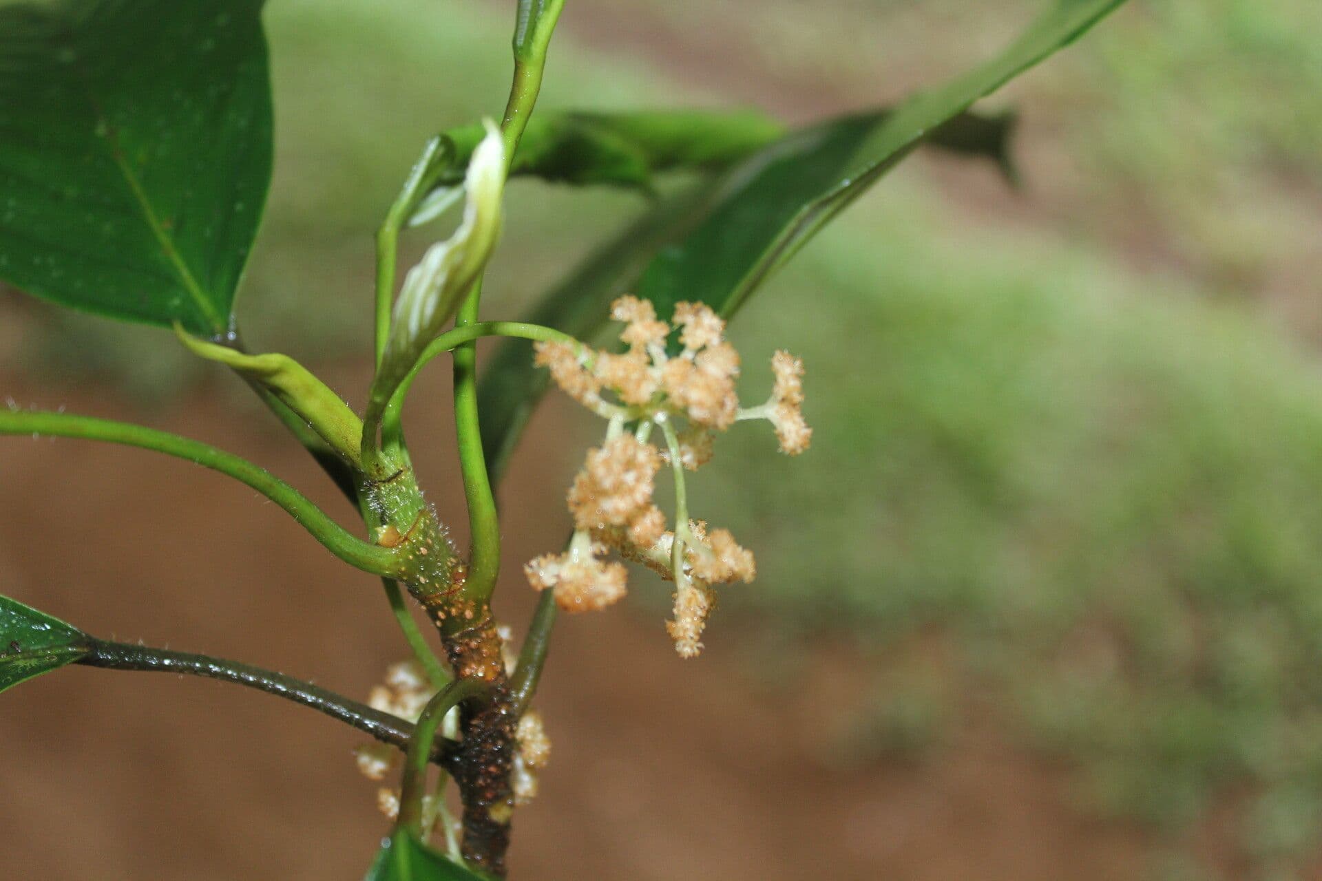 Pourouma 6
