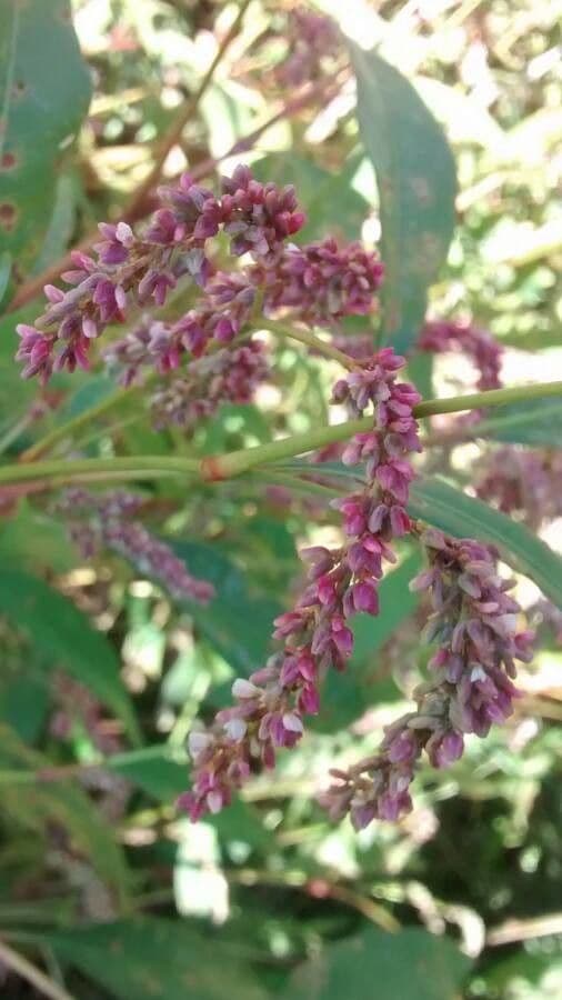Poligono persicaria 7