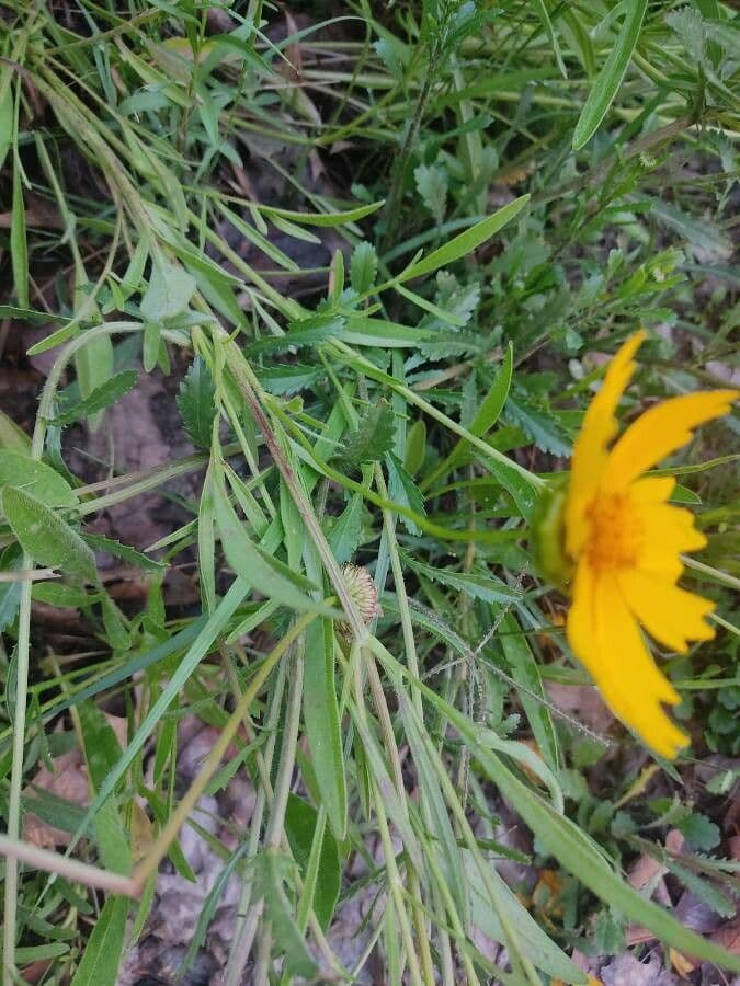 Coreopsis lanceolata 19