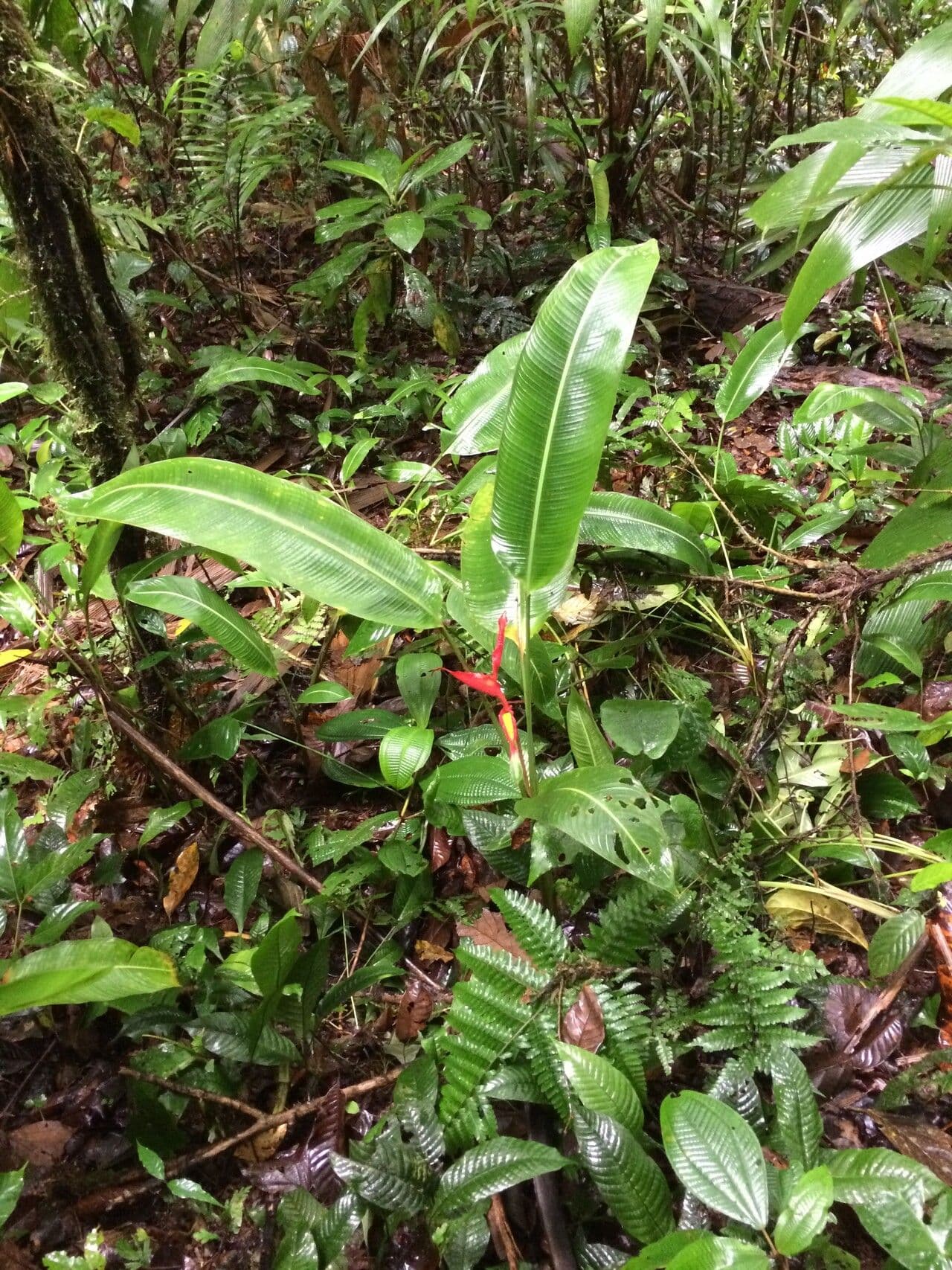 Plantain selvatico 6