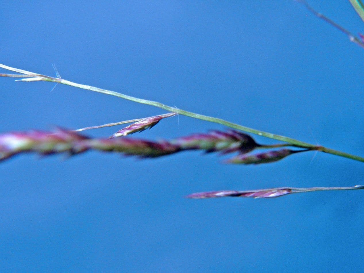 Eragrostis