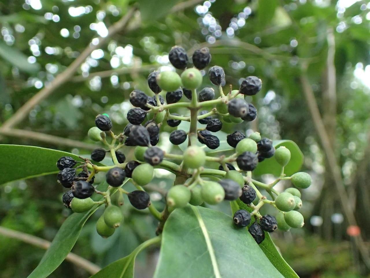 Coptosperma borbonicum 2