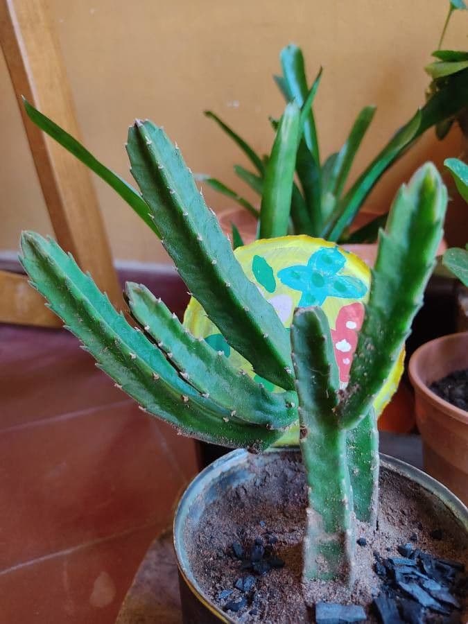 Stapelia gigantea 20