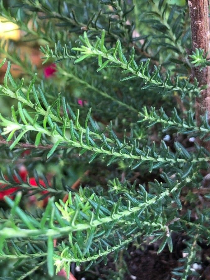Ozothamnus diosmifolius 8
