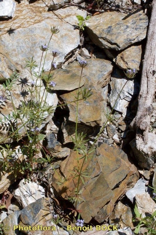 Asperula 20