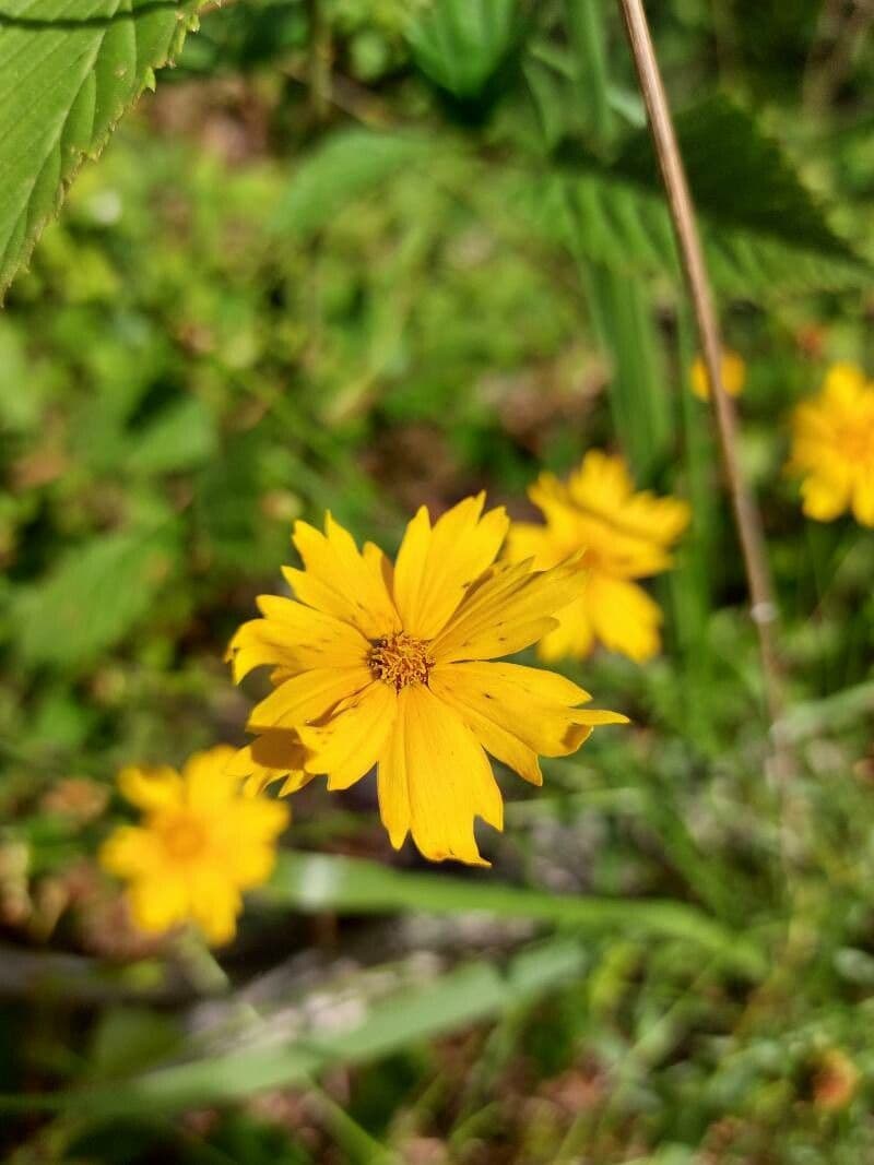 Ruprechtia uchatá 3