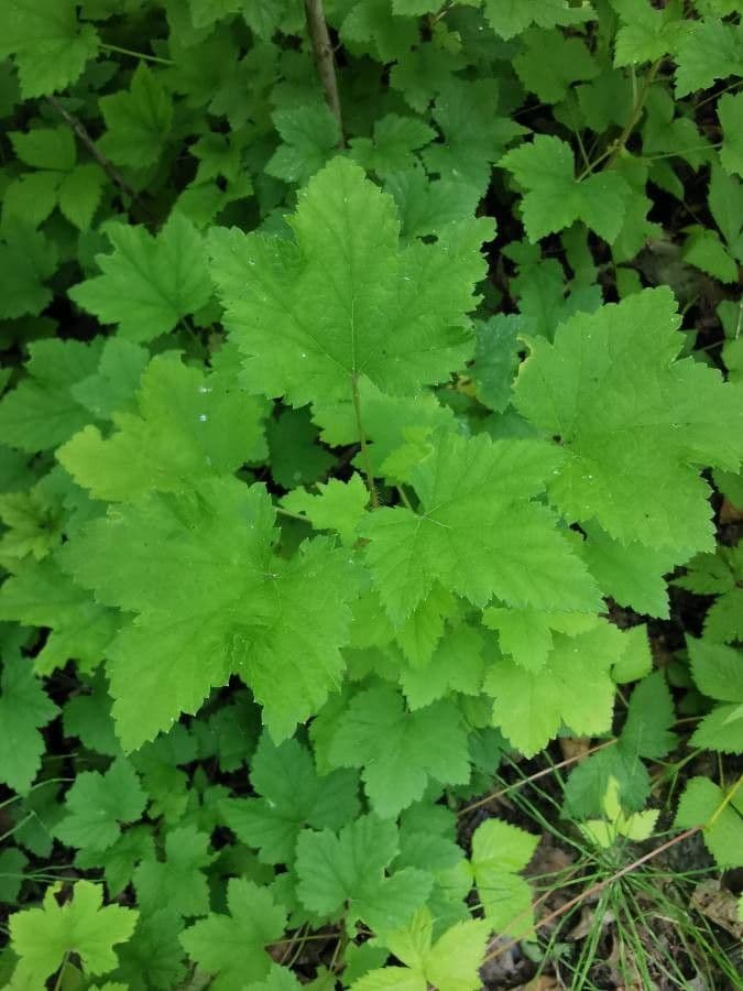 Ribes ghiandoloso 3