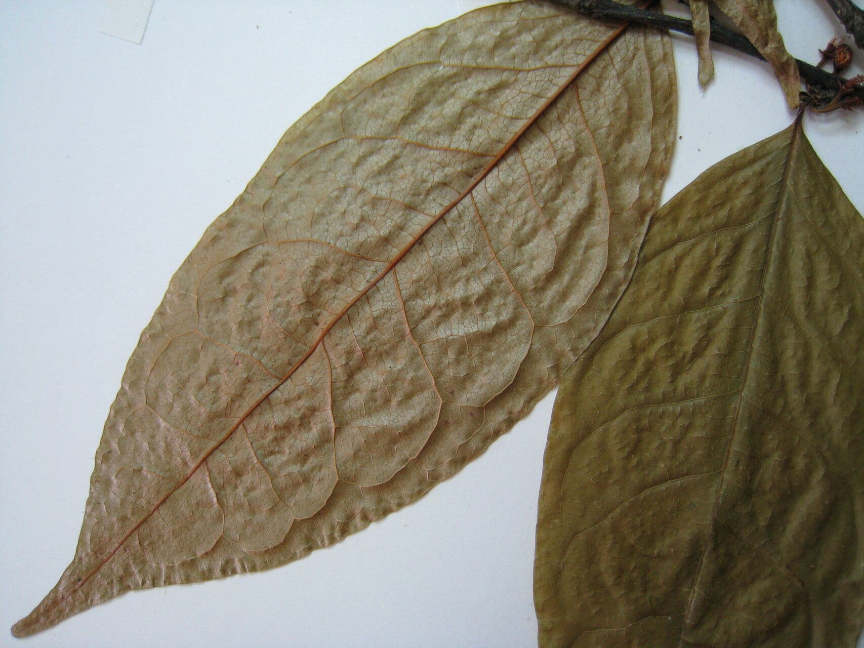 Erythroxylum 2
