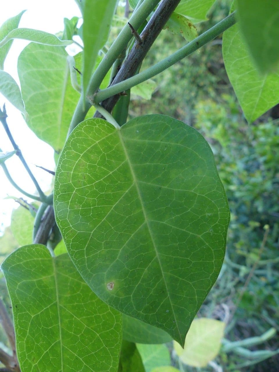 Leptadenia madagascariensis 8