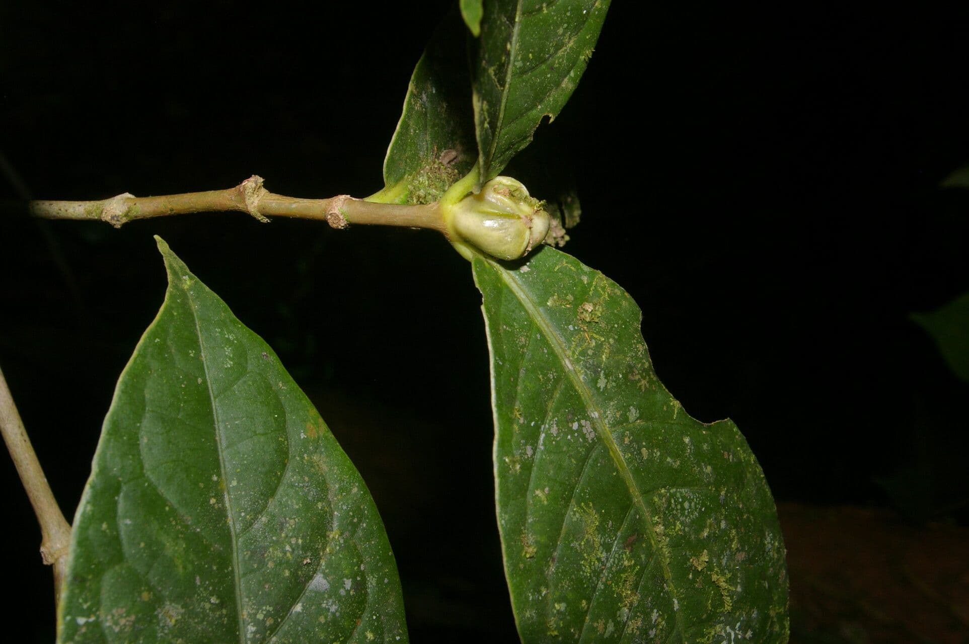Rudgea 2