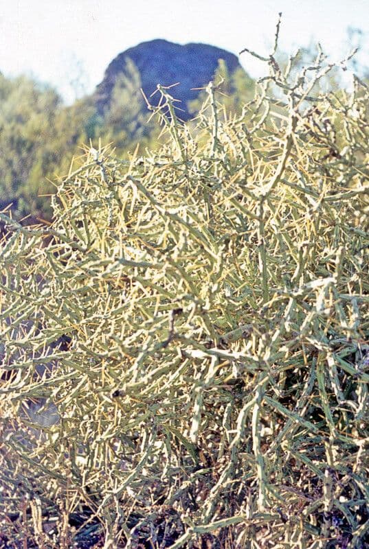Cylindropuntia ramosissima 11