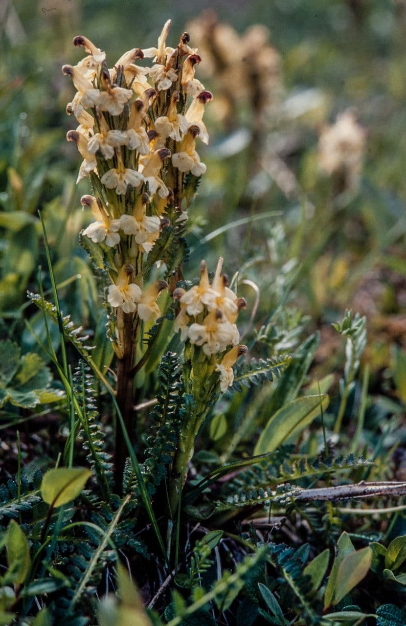 Pedicularis di Oeder 9