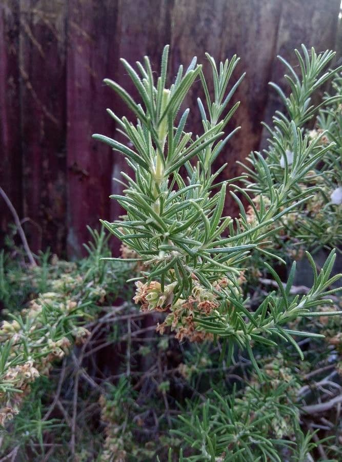 Rozmarýn lékařský 16