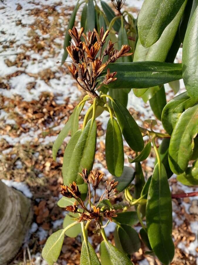 Rododendro massimo 2