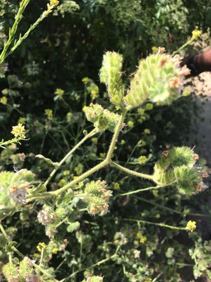 Fagelia ramosa 18