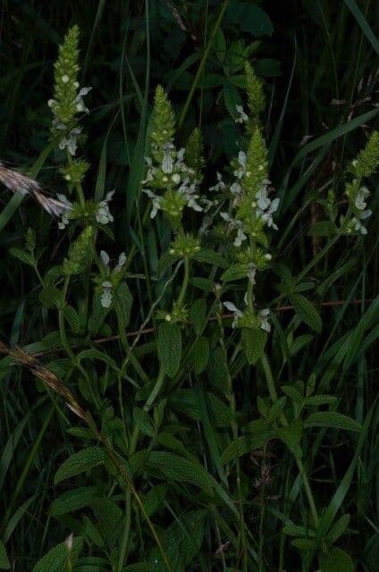 Stregona gialla 14