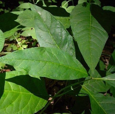 Algodonera 18