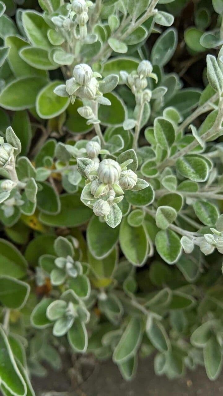 Brachyglottis