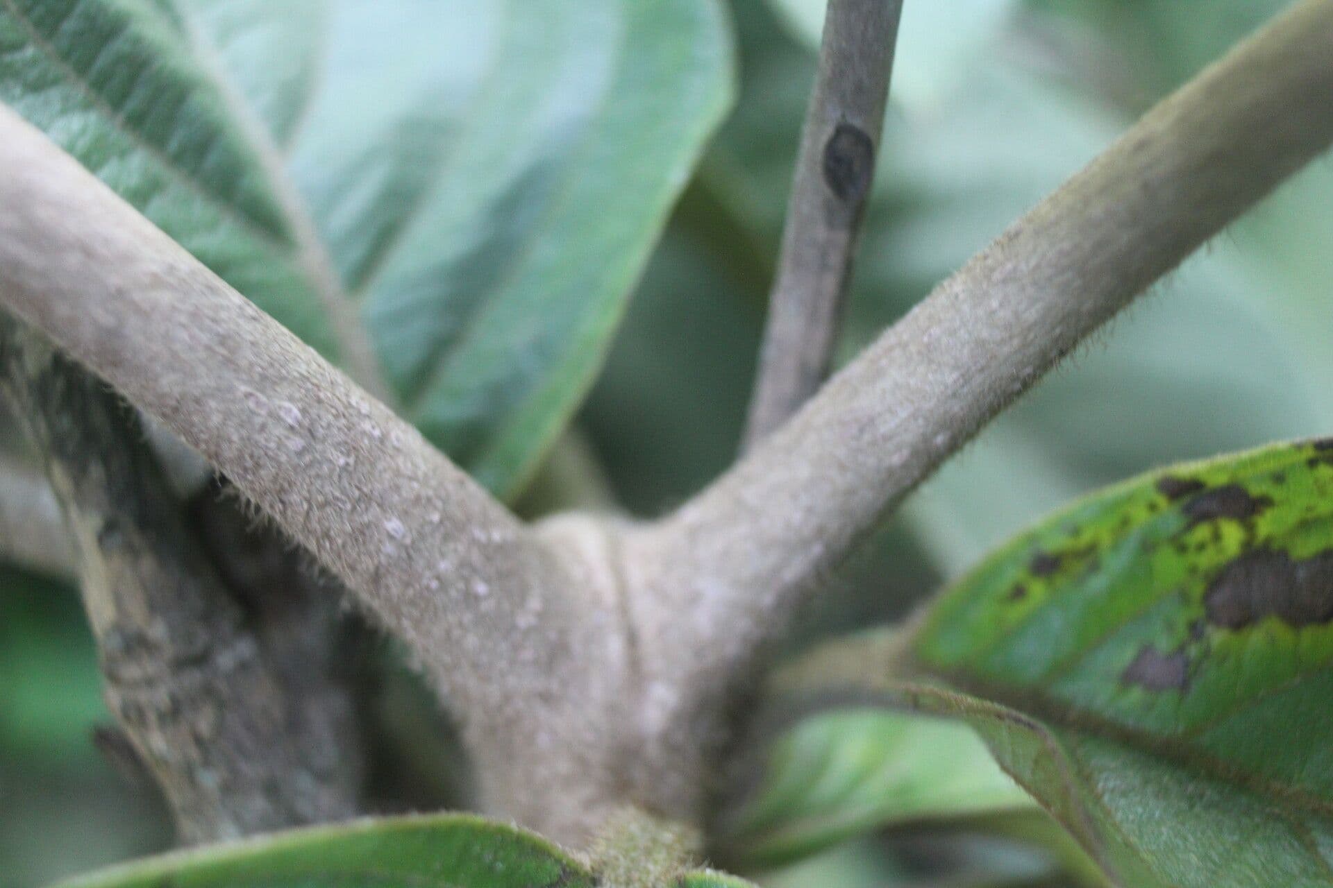 Cordia panamensis 14