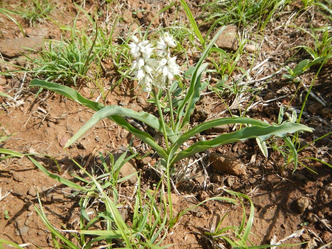 Chlorophytum 2