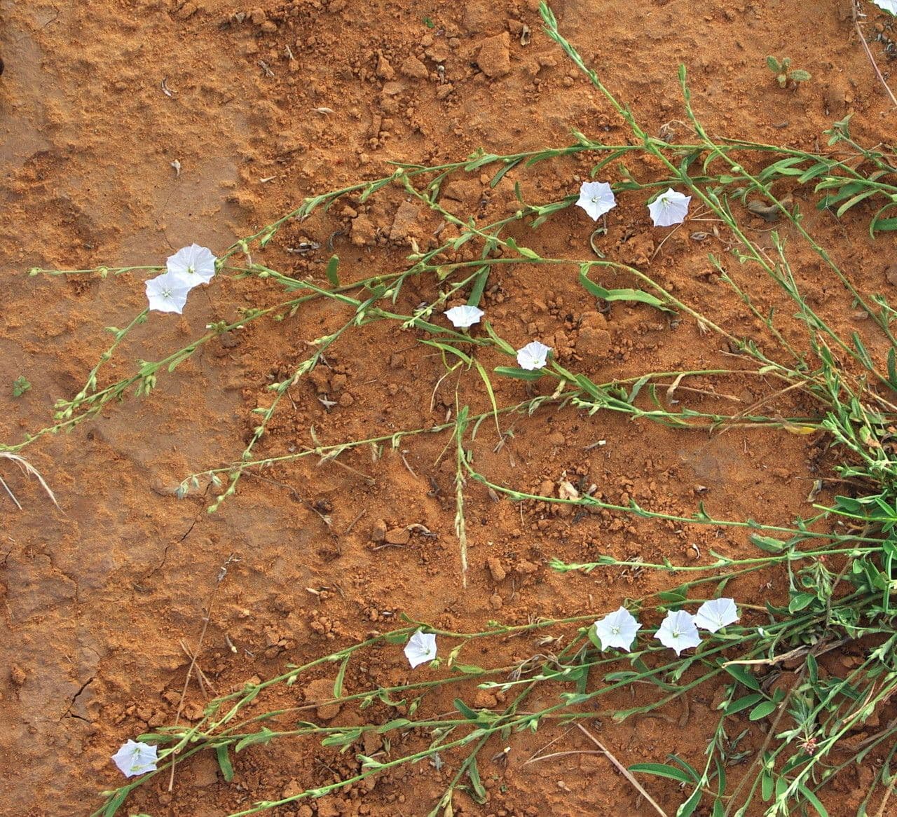 Iskerník plazivý 18