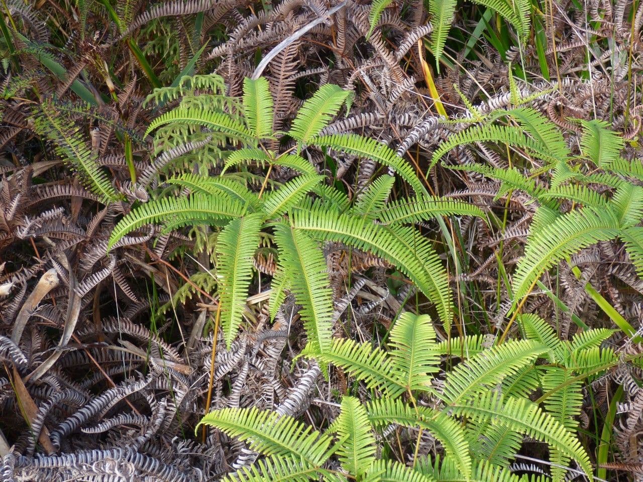 Dicranopteris linearis 3